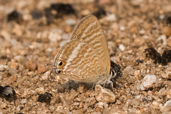 Lampides boeticus-8818- Chiang Dao  - 11/03/23