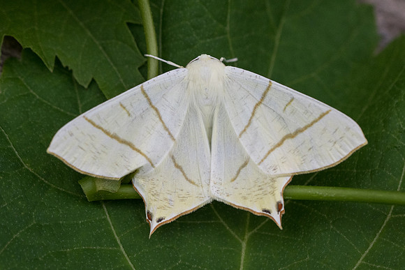 Ourapteryx sambucaria-  2302 - Entraunes - 7/07/21