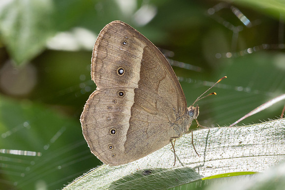Mycalesis gotama-5082