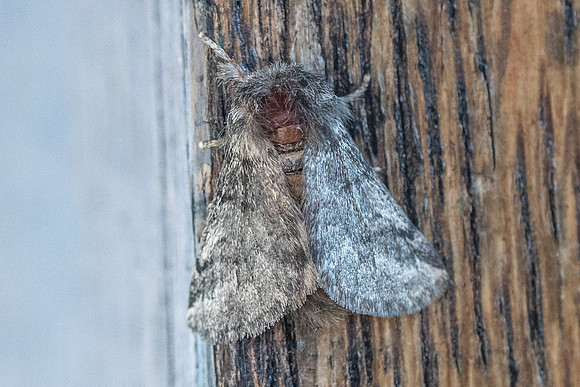 Thaumetopoea pityocampa - 6981 - Lyons la forêt - 14/08/22