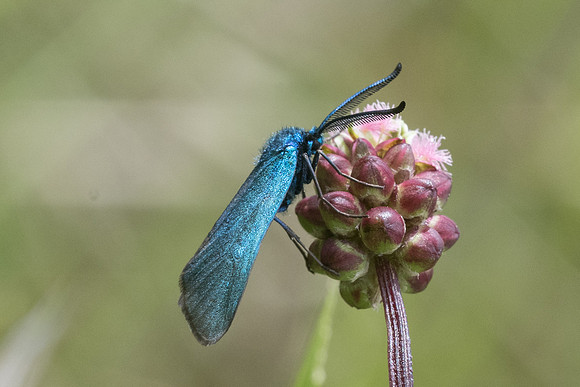 Adscita sp-6964 - Cipières
