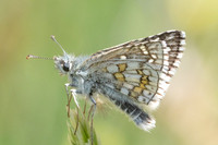 Pyrgus sidae-8533 - Puits de Rians - 3/06/25