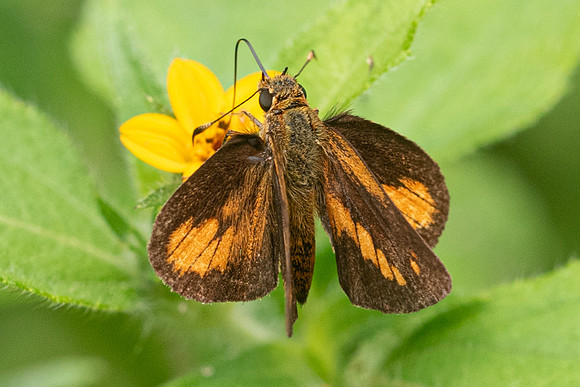 Corticea mendica schwarzi--6964 - Salento - 7/05/19