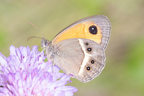 Pyronia bathseba-8710 - Le Beausset - 4/06/25