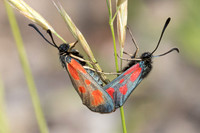 Zygaena sarpedon-8245 Col des seignors - 2/06/25