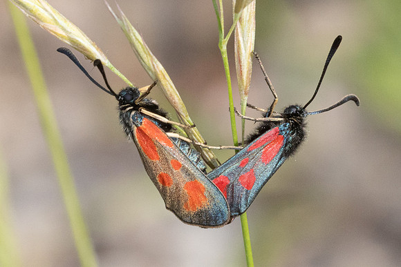 Zygaena sarpedon-8245 Col des seignors - 2/06/25