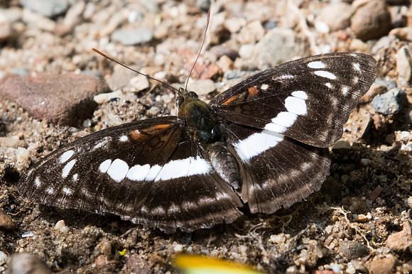 Athyma selenophora bahula ♂-2360 - Chiang Dao - 15/11/23