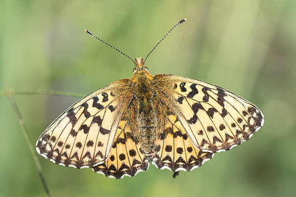 Boloria Titania-2401 - Argentière la Bessée - 3/07/21