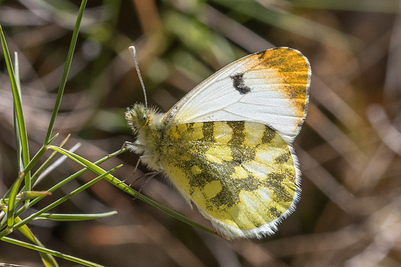 Anthocharis euphenoides ♀ -1100 - Belgentier - 14/04/21