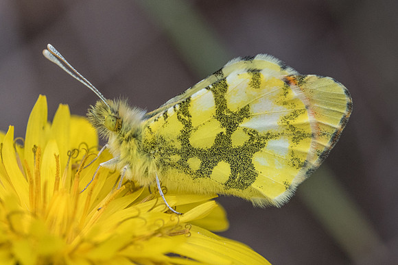 Anthocharis euphenoides ♂ -1377 - Belgentier - 14/04/21