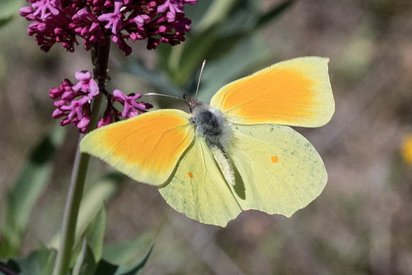 Gonepteryx cleopatra-9844 - Belgentier - 500m -  13/04/21