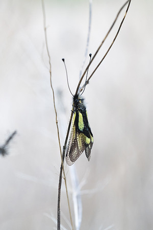 Ascalaphe