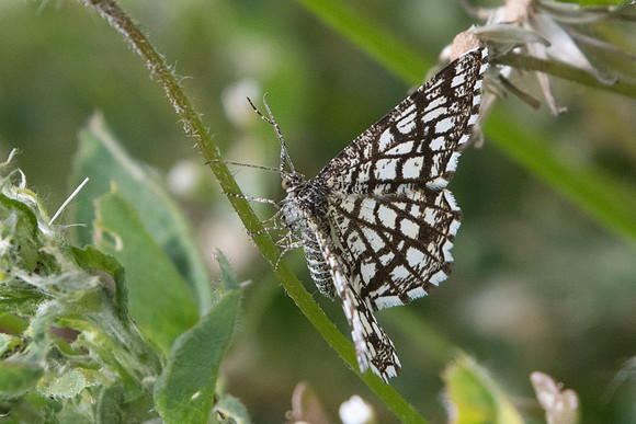 Chiasma clathrata - Mirabeau (Digne les bains)