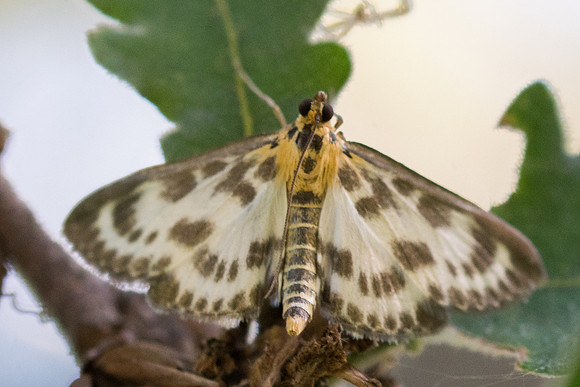 Anania hortulata_9768 -Frayssinet-le-Gélat