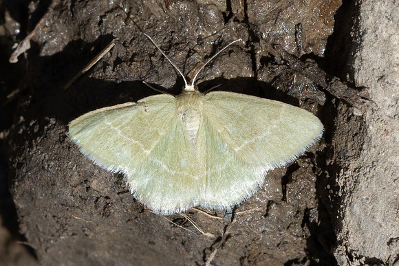 Chlorissa cloraria-1576