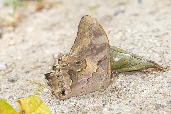 Lethe chandica-3721 - Doi Inthanon - 23/03/25