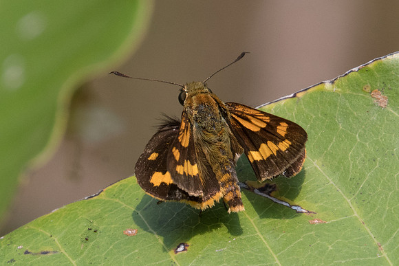 Potanthus juno -0225 - Doi Suthep - 7/03/23