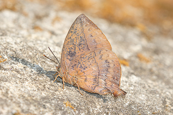 Amblypodes anita anita-4125 - Doi Inthanon - 23/03/25