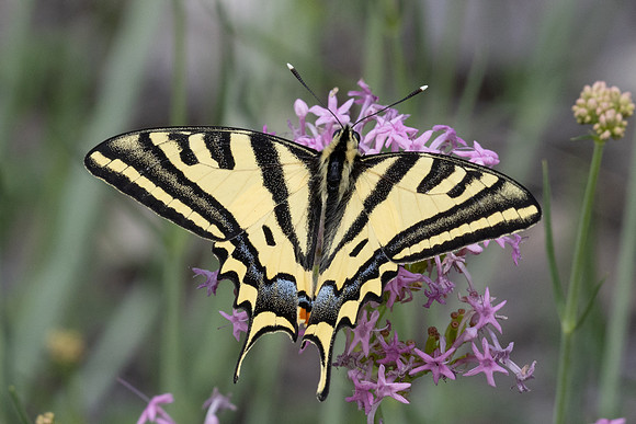 Papilio alexanor-0270