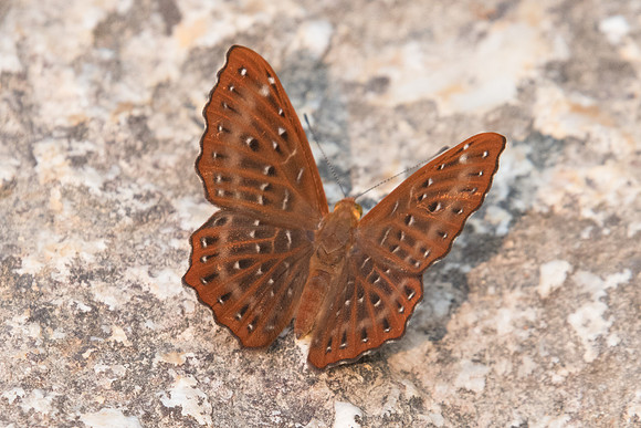 Zemeros flegyas allica-6531- Doi-Suthep - 10/03/23