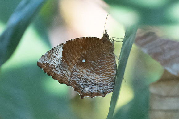 Elymnias hypermnestra-4092 Bangkok 30/11/23