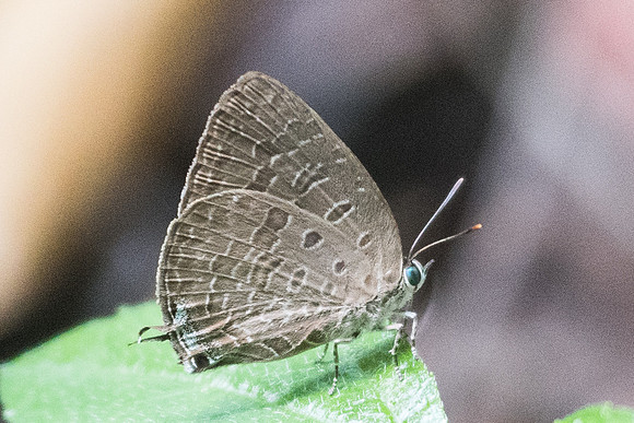 Arhopala aida aida-9998 Koh Samui - 17/03/23