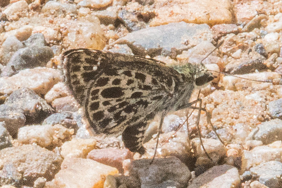 Sovia albipecta-1295 - Chiang Dao - 16/11/23