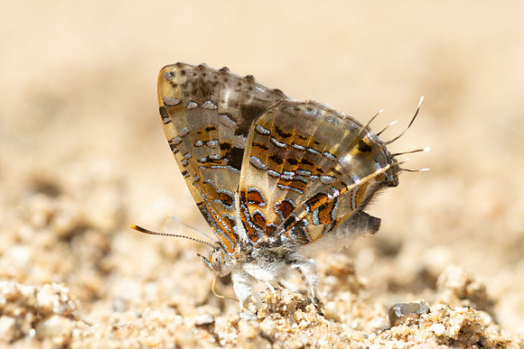 Catapaecilma major-4625 - Chiang Dao - 22/03/24
