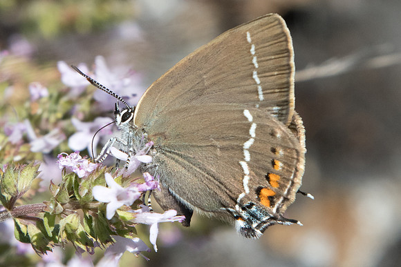 Satyrium spini-1405 - Rimplas - 29/06/20