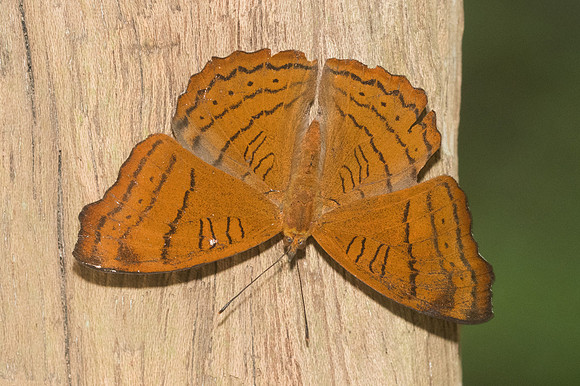Pseudergolis wedah-1593 - Chiang Dao - 14/11/23