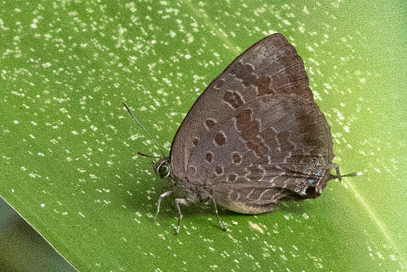 Arhopala agaba -6919 - Doi-Suthep - 28/03/24
