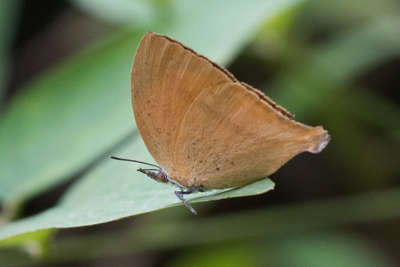 Loxura athymnus-5098 -Phanom Bencha Mountain - 23/11/23