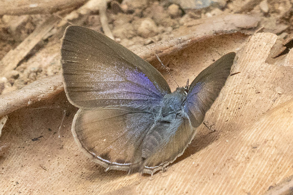 Anthene emolus goberus-2171 - Chiang Dao - 19/03/25