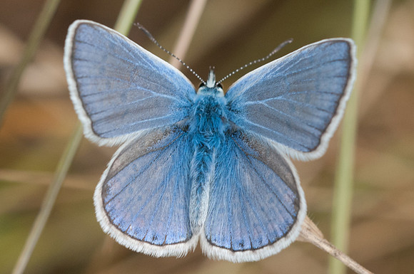 Polyommatus icarus 2953 - Fontibre - 4/08/13