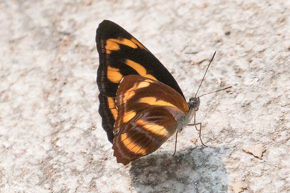 Neptis ananta learmondi-4888 - Doi-Suthep - 9/03/23