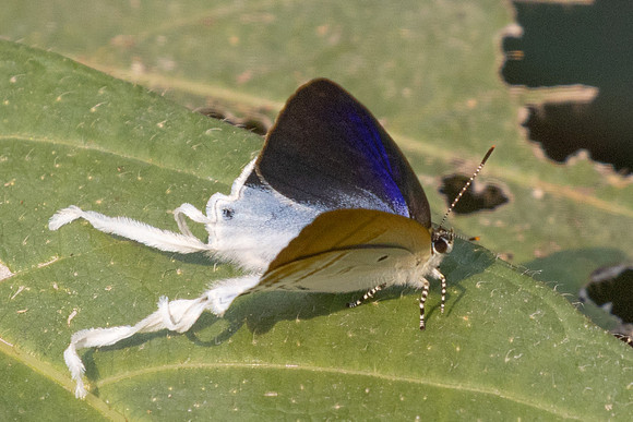 Hypolycaena amasa amasa-6876 - Doi-Suthep - 28/03/24