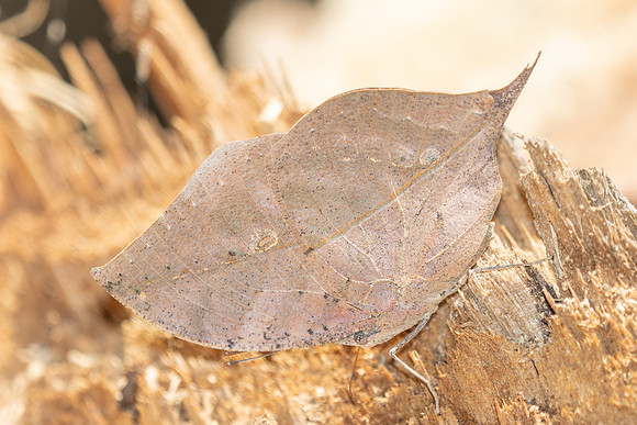 Kalleta inachus-4427