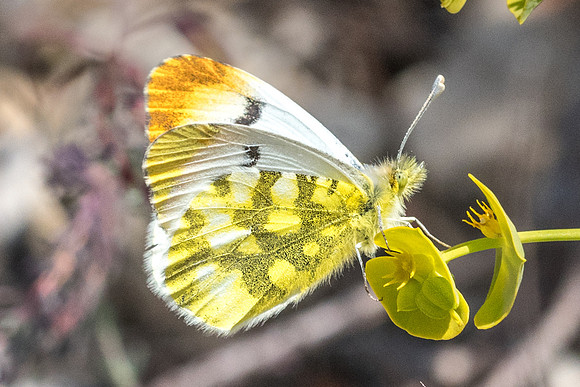 Anthocharis euphenoides ♀-1054 - Belgentier - 14/04/21