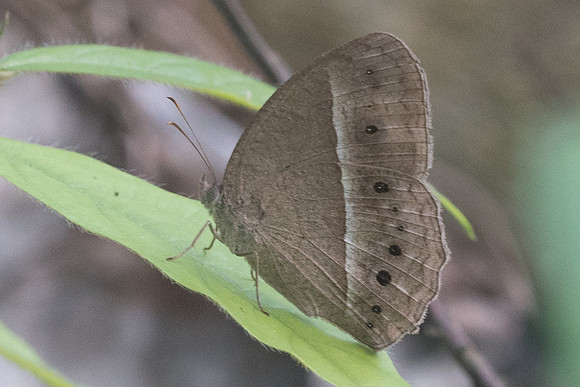 Mycalesis sp id--0268 - Koh Samui 18/03/23