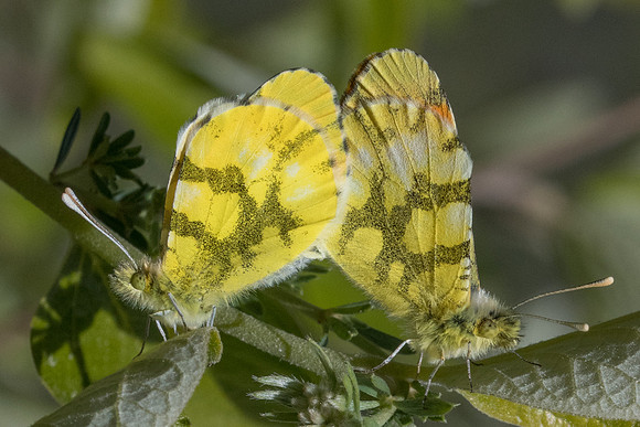 Anthocharis euphenoides-0630 - Belgentier - 13/04/21