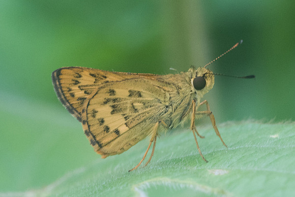 Potanthus trachala-3817- Krabi - 22/11/23