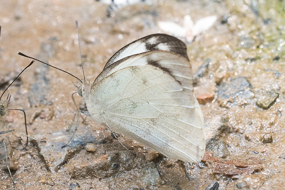 Appias indra-1449 - Chiang Dao  - 11/03/23
