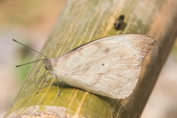 Appias lalassis-1172 - Chiang Dao  - 11/03/23