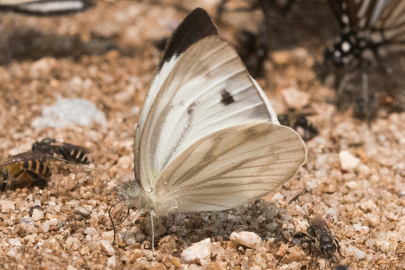 Cepora nerissa dapha-0488- Chiang Dao  - 11/03/23