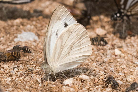 Cepora nerissa dapha-0489 - Chiang Dao  - 11/03/23