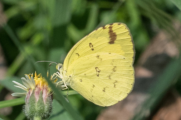 Eurema hecabe -0187 Ayutthaya 24/03/23