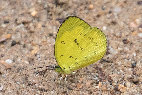Eurema andersoni-1421 Koh Samui - 18/03/23