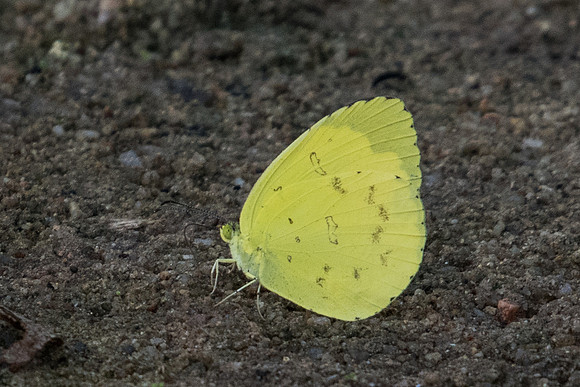 Eurema hecabe-1762 Koh Samui - 18/03/23