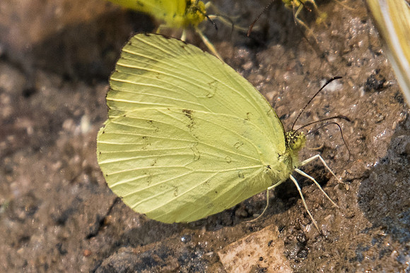 Eurema novapallida-1900- Chiang Dao  - 11/03/23
