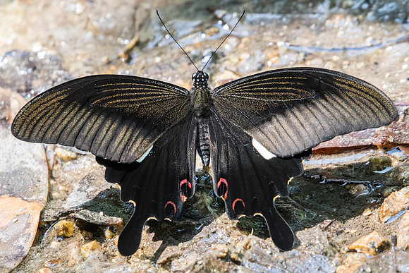 Papilio helenus-2514 - Koh Samui - 19/03/23